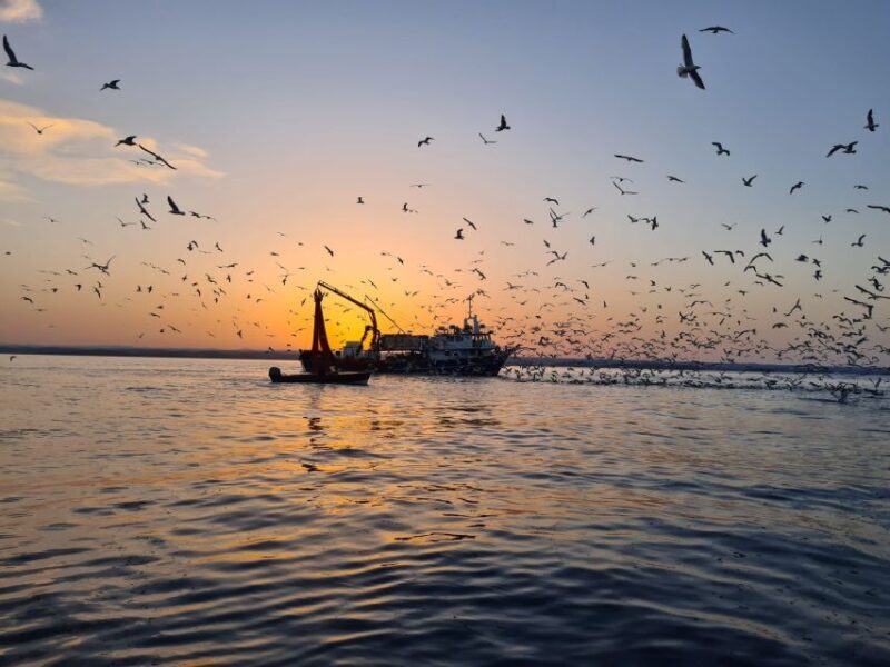 Vrsar: Dolphin Sunrise Adventure with Speedboat - An In-Depth Look at the Dolphin Sunrise Adventure