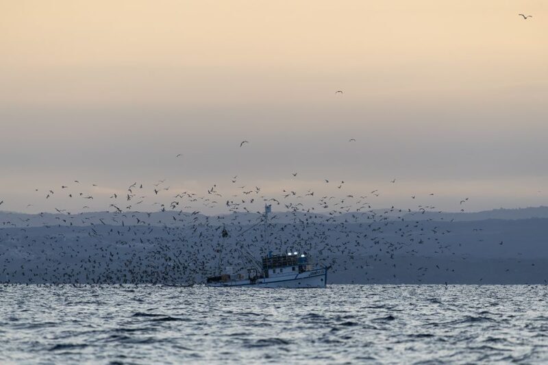 Vrsar: Dolphin Sunrise Adventure with Speedboat - FAQ
