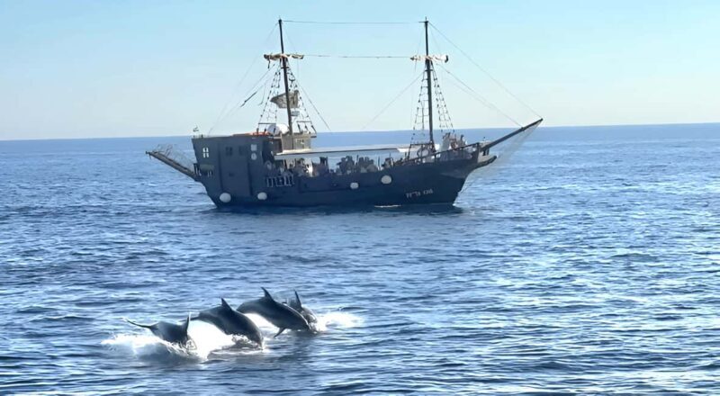 Vrsar: Dolphin Watching Boat Ride - Key Points