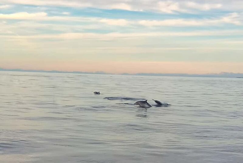 Vrsar: Dolphin Watching Boat Ride - The Meeting Point and Logistics