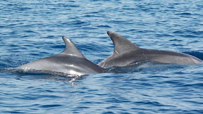 Vrsar: Dolphin Watching Boat Ride - Scenic Highlights and Wildlife Encounters