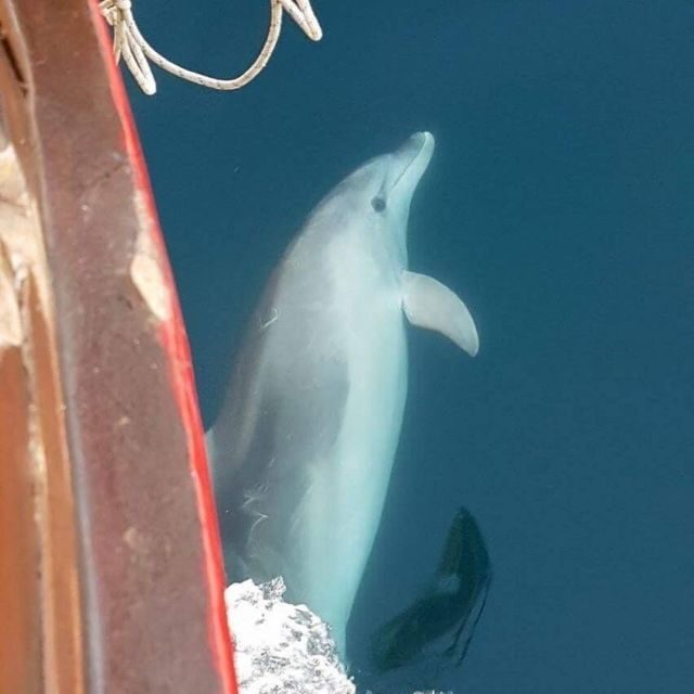 Vrsar: Dolphin Watching Boat Tour including Drinks - Key Points