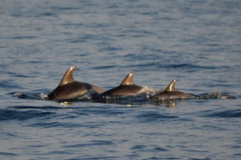 Vrsar: Dolphin Watching Boat Tour including Drinks - What Do Travelers Say?