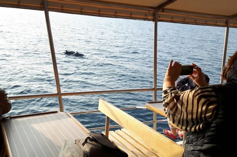 Vrsar: Dolphin Watching Boat Tour including Drinks - Key Points