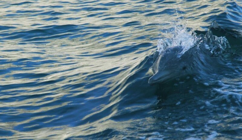Vrsar: Dolphin Watching Boat Tour including Drinks - The Sunset and Scenic Views