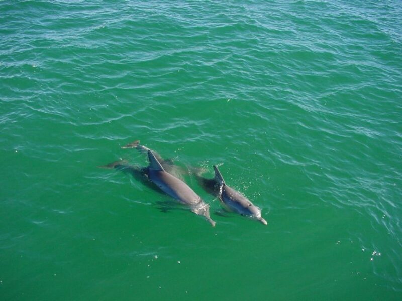 Vrsar: Dolphin Watching Boat Tour including Drinks - Final Stop and Return