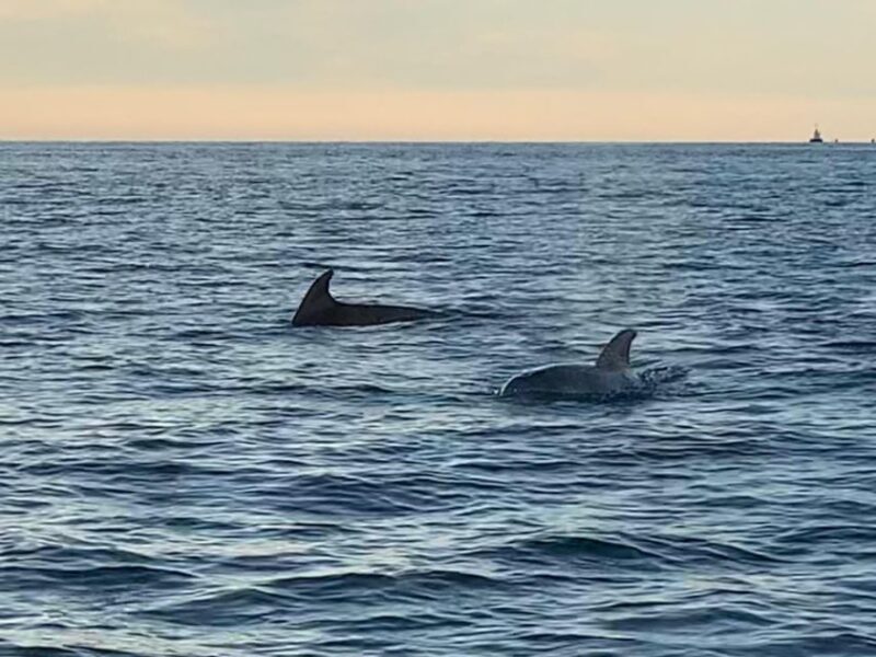 Vrsar: Dolphin-Watching Sunset Adventure with Speedboat - Who Should Book This Tour?