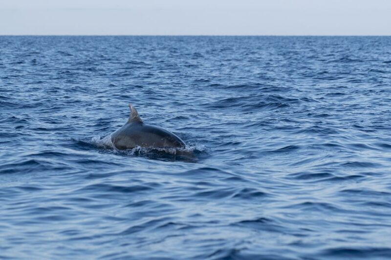Vrsar: Dolphin-Watching Sunset Adventure with Speedboat - The Sum Up