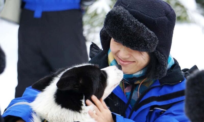 Vuokatti: Husky Sled Ride with Hot Berry Juice & Biscuits - An Authentic Finnish Winter Adventure in Vuokatti