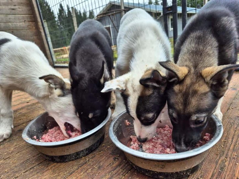 Vuokatti: Life with Huskies Experience - Key Points