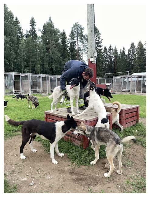 Vuokatti: Life with Huskies Experience - Exploring the Vuokatti: Life with Huskies Experience