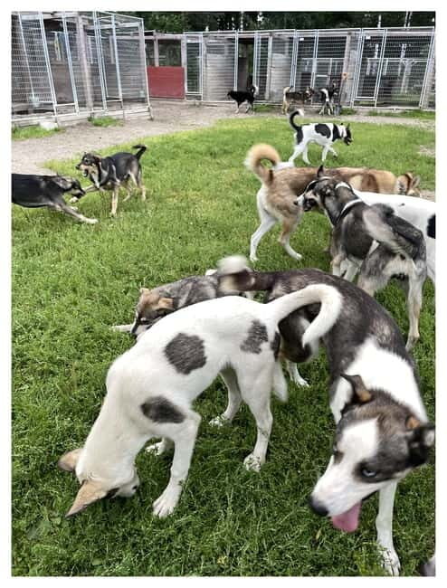Vuokatti: Life with Huskies Experience - FAQ