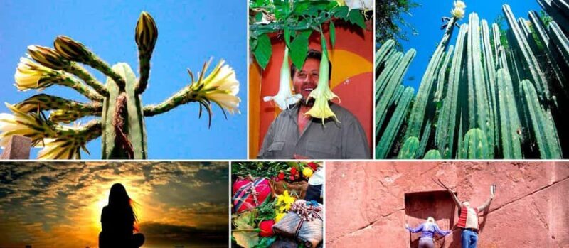 Wachuma (San Pedro) and Ayahuasca Retreat 4D - Private - Final Thoughts