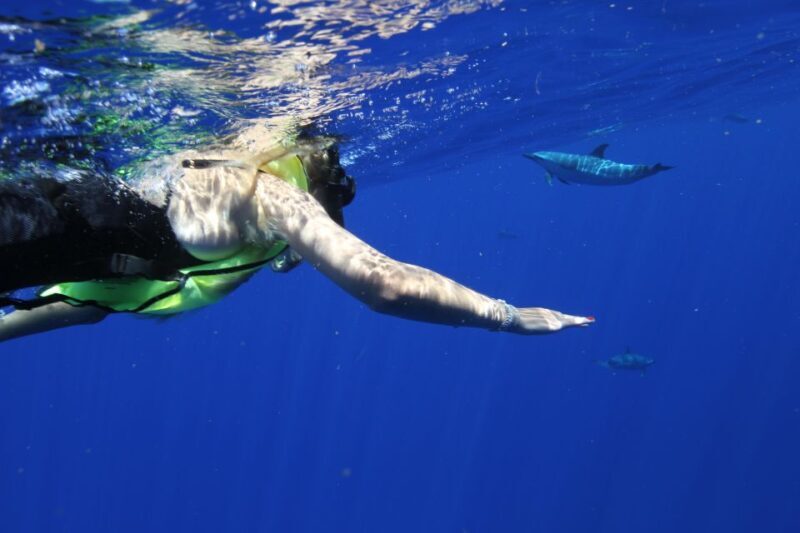 Waianae, Oahu: Swim with Dolphins (Semi-Private Boat Tour) - Who Should Consider This Tour?