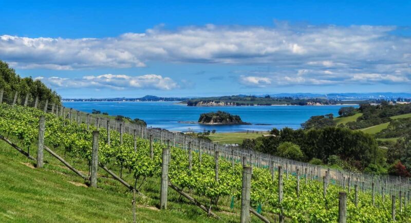 Waiheke Island: Afternoon Wine Tour with Oceanfront Lunch - The Value of This Tour