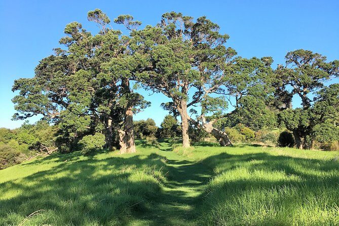 Waiheke Island Bush & Beach Walk - Possible Drawbacks and Things to Consider