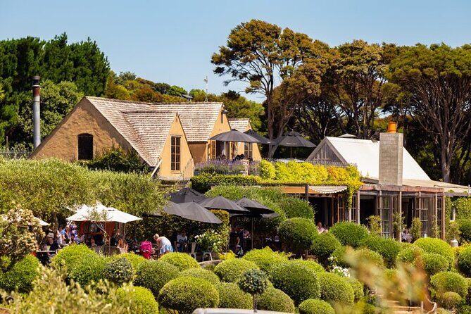 Waiheke Island Day Tour: Ziplining, Wine Tasting & Vineyard Lunch - Olive Oil Tasting or Gift at Allpress Olive Groves