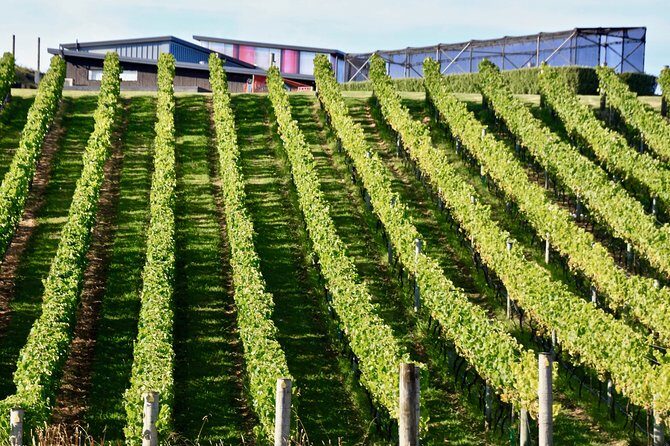 Waiheke Island - Fly and Dine (from North Shore Airport) - FAQ: Common Questions About Waiheke Wings Fly and Dine