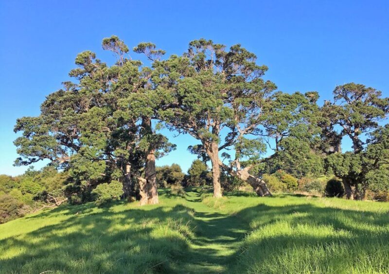 Waiheke Island: Premium Vineyard, Wine Tasting and Bush Walk - Authentic Experiences and Honest Insights
