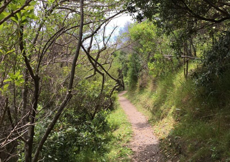 Waiheke Island: Premium Vineyard, Wine Tasting and Bush Walk - Who Should Consider This Tour?