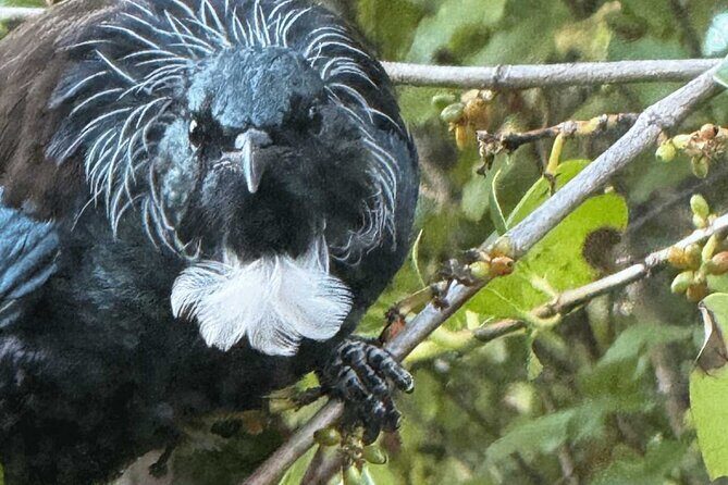 Waiheke Island Private Birding Tour - Why This Tour Offers Great Value