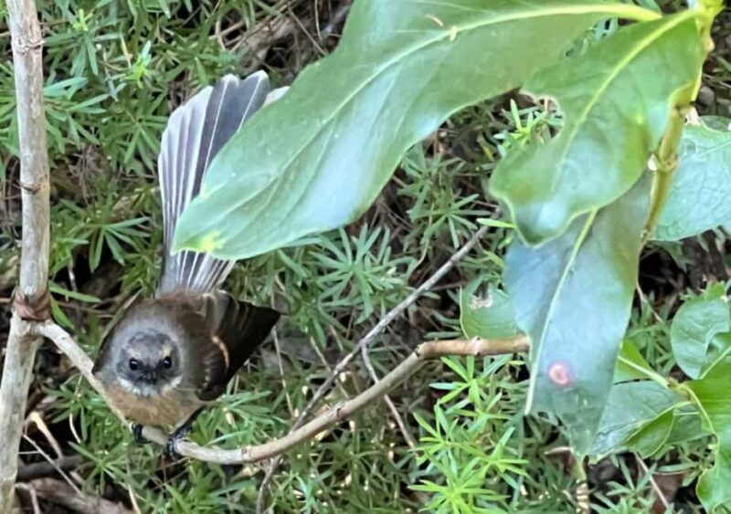 Waiheke Island: Private Birding Tour | Terra & Tide - Exploring Waiheke Island’s Birdlife: An In-depth Review