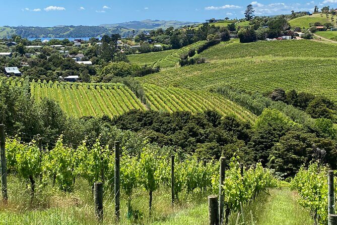 Waiheke Island: Sip & Savour Tour - Key Points