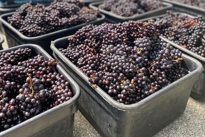 Waiheke Island: Sip & Savour Tour - Why This Tour Offers Great Value