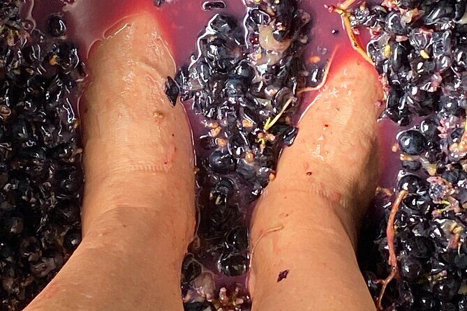 Waiheke Island: Sip & Savour Tour - Authentic Experiences and Highlights from Reviews