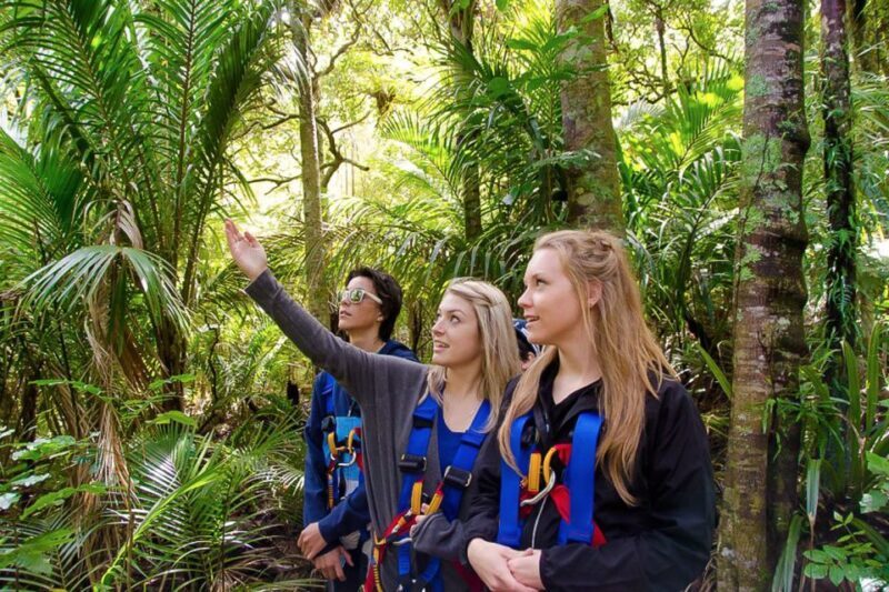 Waiheke Island: Zipline and Native Forest Adventure Trip - A Closer Look at the Waiheke Zipline Adventure