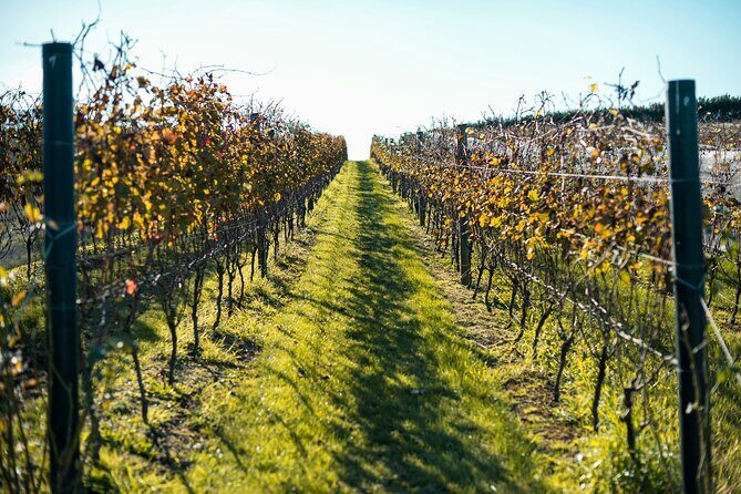 Waiheke Luxury 9 Hour Tour Tailored to You - Pricing and Value