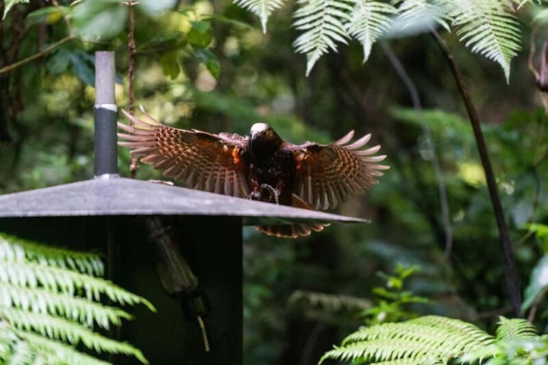 Waikato: Ancient Forest Guided Tour - Waikato: Ancient Forest Guided Tour – A Deep Dive into New Zealand’s Natural Heritage