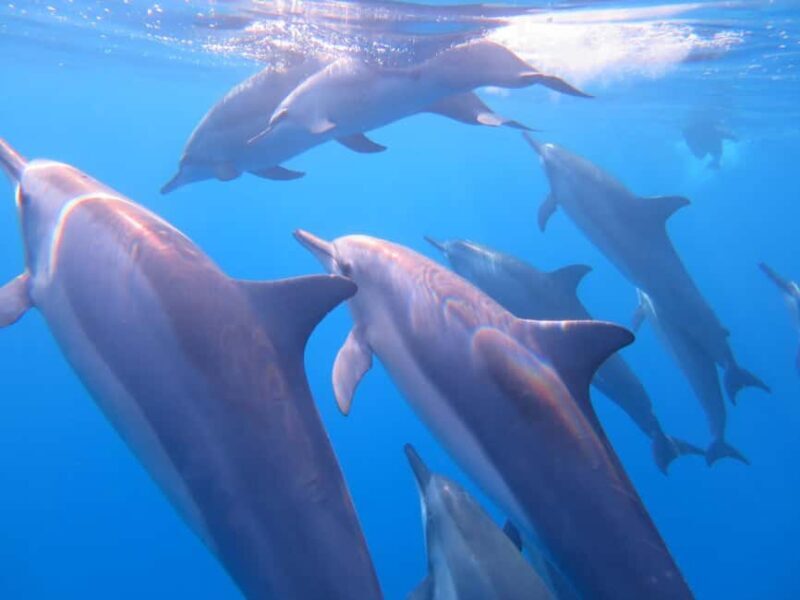 Waikiki: AM Paradise Honu Snorkeling - Discover the Best Snorkeling Experience Off Waikiki Beach