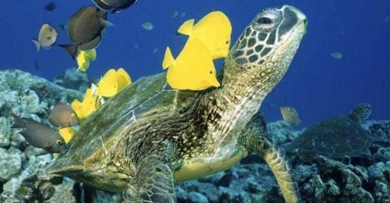 Waikiki Beach: Turtle Snorkeling and Sailing on Hwea - Why This Tour Offers Great Value