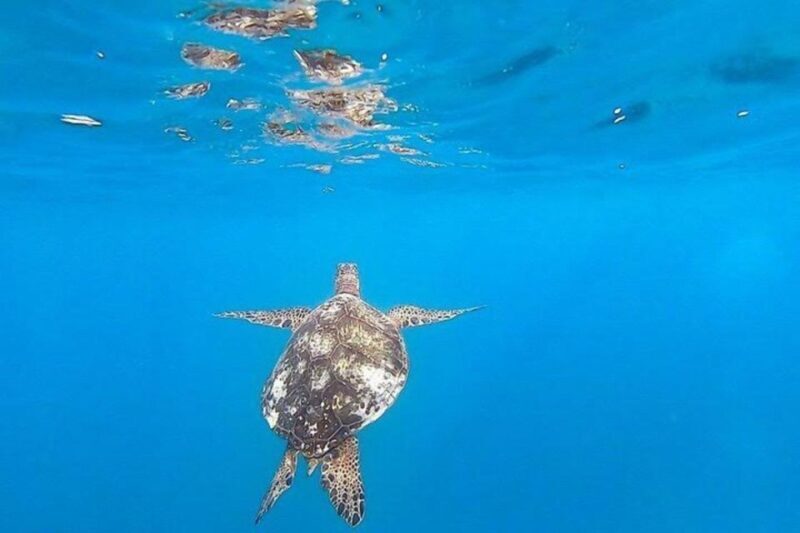 Waikiki Beach: Turtle Snorkeling and Sailing on Hwea - A Well-Balanced Perspective: Pros and Cons