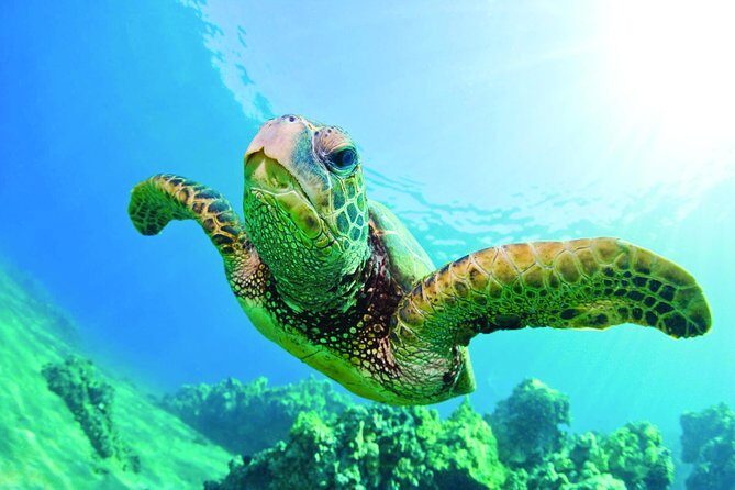 Waikiki Catamaran Adventure: Snorkel with Sea Turtles - In-Depth Review of the Waikiki Catamaran Adventure