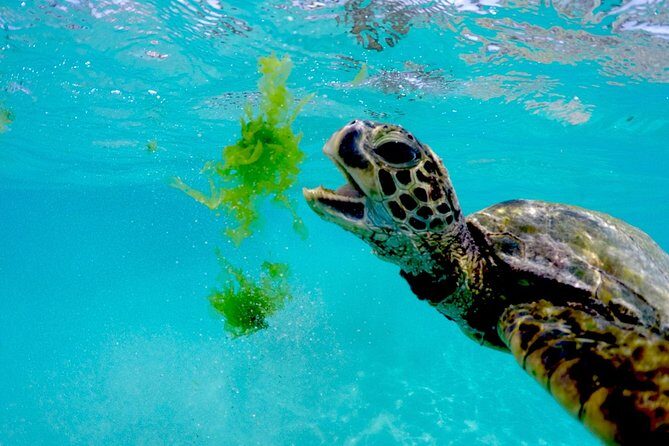 Waikiki Catamaran Adventure: Snorkel with Sea Turtles - Who Should Consider This Tour?