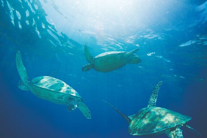 Waikiki Catamaran Adventure: Snorkel with Sea Turtles - The Sum Up