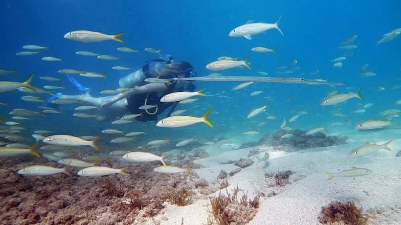 Waikiki: Honolulu Beginner Scuba Diving with Videos - What Really Makes It Special