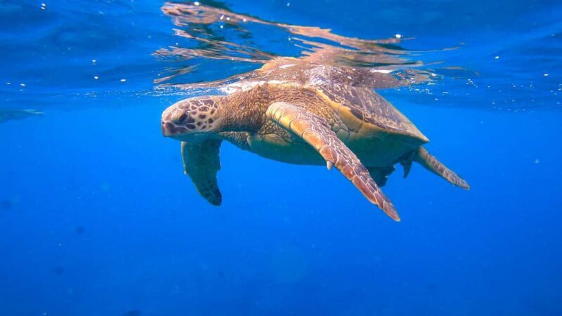Waikiki: Sail and Turtle Snorkel Experience - A Deep Dive into the Waikiki Sail and Snorkel Experience
