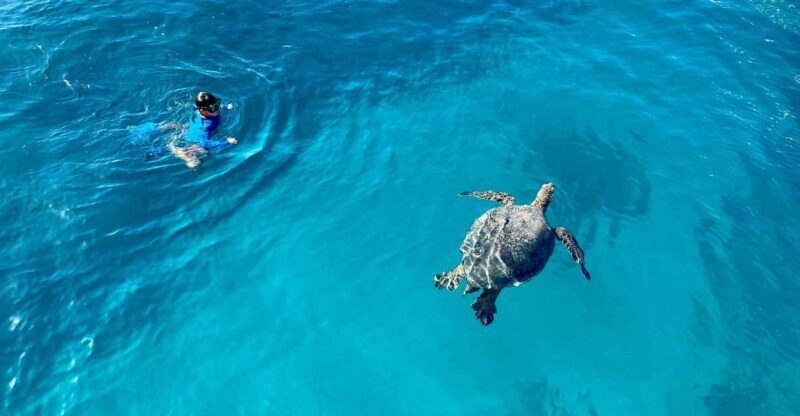 Waikiki: Sea Turtle Snorkeling, Small Group Boat Tour - Discover the Best of Waikiki: Sea Turtle Snorkeling in a Small-Group Setting