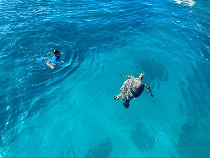 Waikiki: Sea Turtle Snorkeling, Small Group Boat Tour - Why Travelers Rave About This Tour
