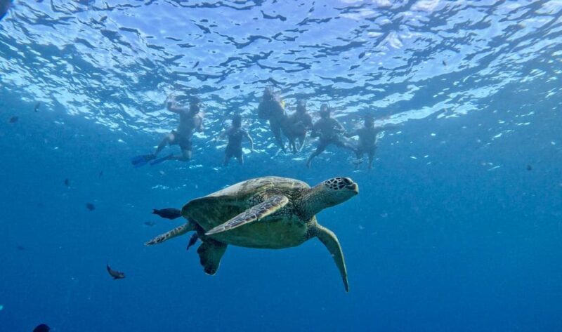 Waikiki: Sea Turtle Snorkeling, Small Group Boat Tour - The Sum Up