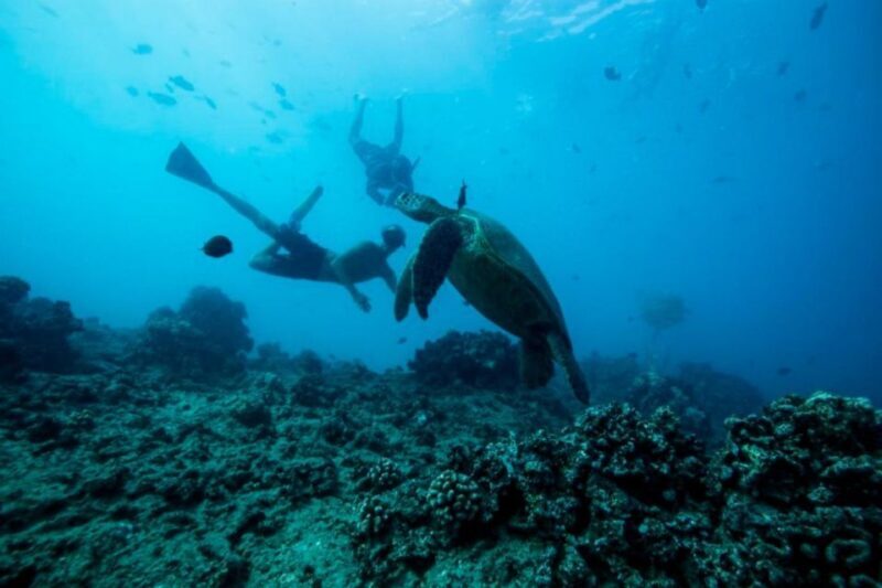 Waikiki: Snorkel Tour with Hawaiian Green Sea Turtles - Key Points