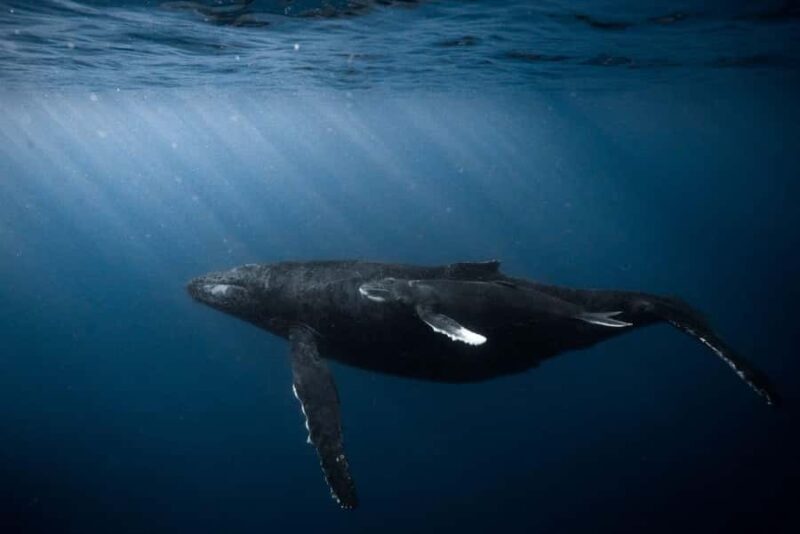 Waikiki: Sunset Snorkeling Adventure - FAQ