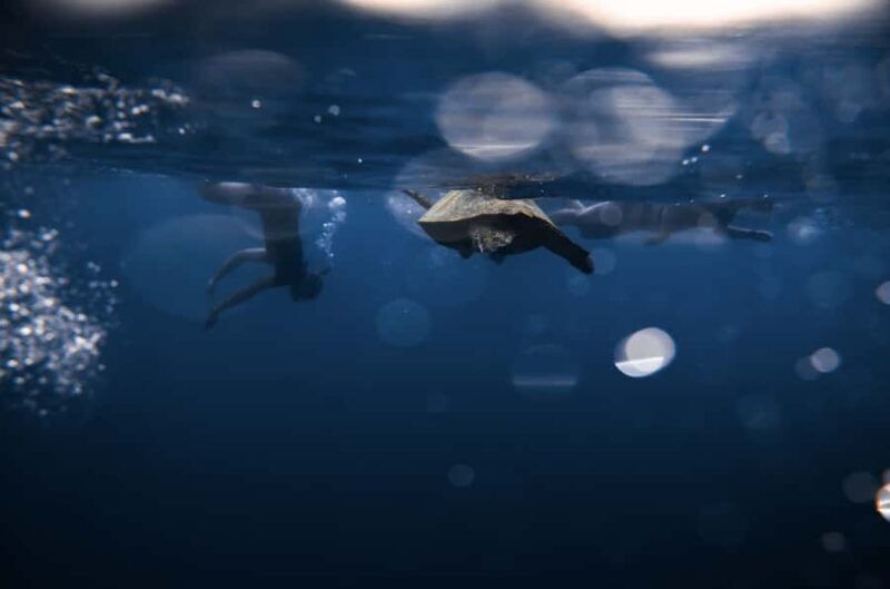 Waikiki: Turtle Canyon Snorkel Tour - 6 passengers max - FAQ