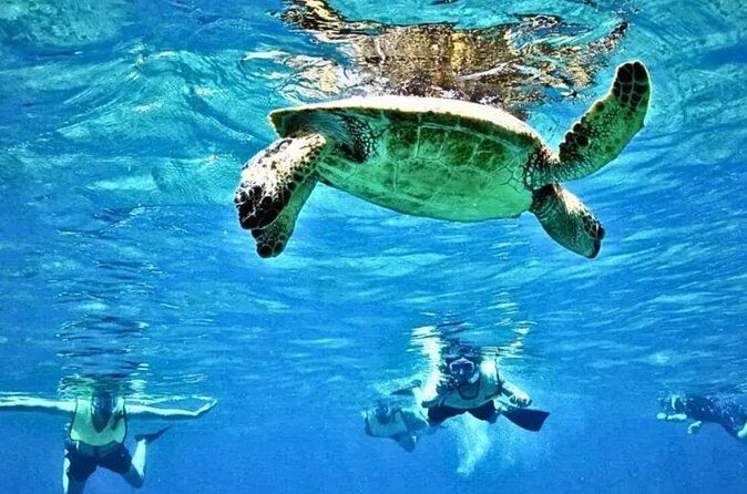 Waikiki Turtle Canyon Snorkeling and Swim Tour - FAQ