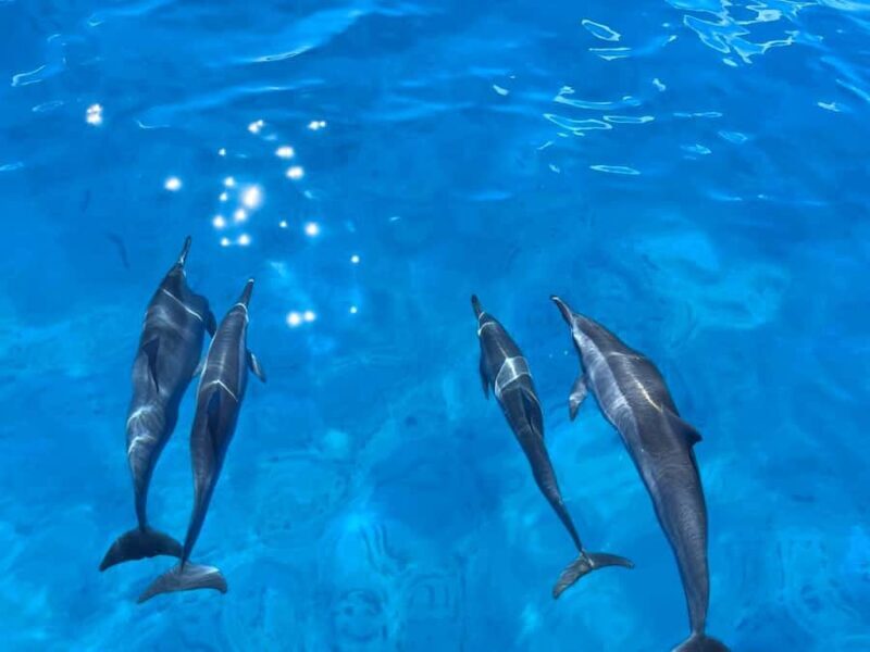 Waikiki: Turtle Canyon Snorkeling Boat Tour (Only 16 people) - FAQ