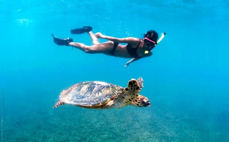 Waikiki: Turtle Snorkeling Cruise with 20ft Jumping Platform - A Deep Dive into the Experience