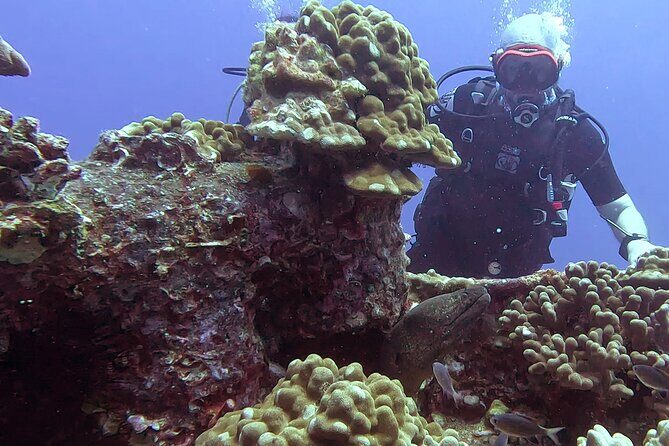 Waikiki Two Tank Guided Scuba Diving Adventure: Certified Diver - Key Points